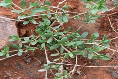 Blepharis repens